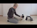 Teaching a Calm Chin Rest - clicker dog training