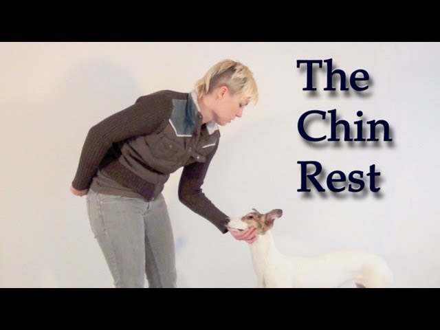 Teaching a Calm Chin Rest - clicker dog training