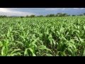 DR SAMSON KIBONA - Kilimo kwanza cont- 2