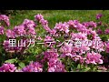 【里山ガーデンフェスタ2024春】横浜の花フェス／100品種超のお花見♪
