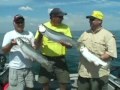 Steelhead Fishing with Fishing 411 on Lake Erie, #1