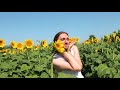 Sunflowers Video preview