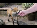 Friendly wild urban fox comes to be fed #2