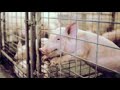 SWINE - DJ Spider & Lola (Plan B Recordings)