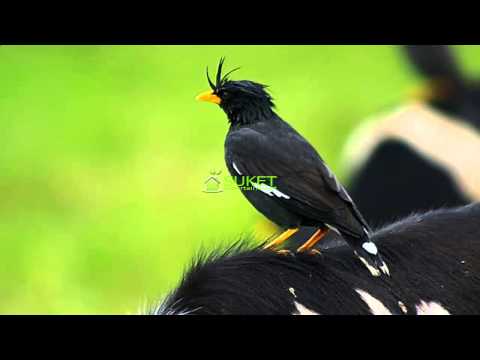 VIDEO : download suara burung jalak kebo mp311 -  ...