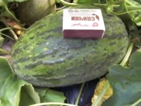 Ресторан питера десерт любимый мамин цветок Ресторан питера десерт любимый мамин цветок