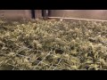 Room B - Green Crack Cannabis Grow - Day 38 of Flower