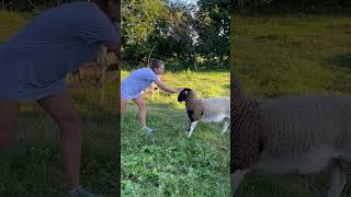 Sheep Is Trying To Head Woman