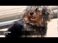 38 Breeds of Non Shedding Dogs