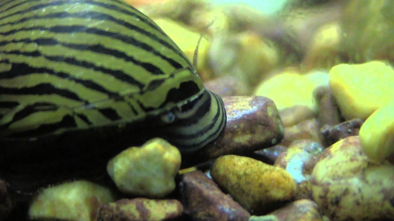 Nerita Snail http://lovesfish.blogspot.com/2015/08/freshwater-inverts-nerita-snail.html