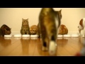 むしゃむしゃ食べる9匹の猫    9 cats munch away a Cat food