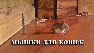мышки для кошек 🐭 охотиться на мышей