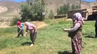 Köyümüzün kadınların tırpanla ot biçme yarışı