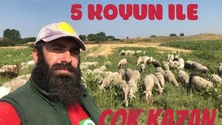 5 Gebe Koyun 20 Tane Koyundan Daha Kazançli 20 Koyun Ne Kazandirir