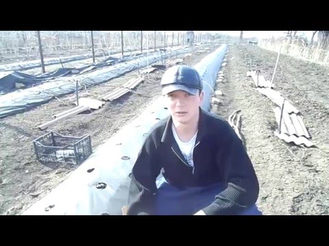 Правильная посадка клубники под агроволокном Правильная посадка клубники под агроволокном