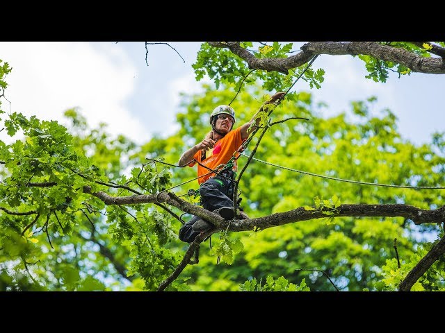 Watch The European Tree Climbing Championships 2019 - Highlights on YouTube.