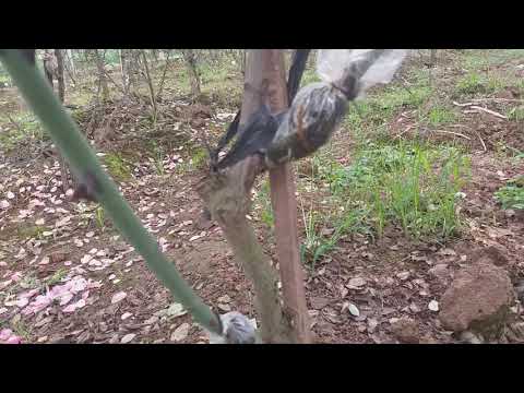 Cành chiết hoa hồng thân tree đã bắt đầu được cắt, Vườn sẽ trả đơn những người đã đặt cọc trước nhé