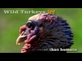 Turkey Trivia Thanksgiving 2013 - Turkey Fun ecards - Thanksgiving Greeting Cards