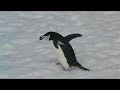 Southern Ocean 2006 - Chinstrap Penguins on Half Moon Island