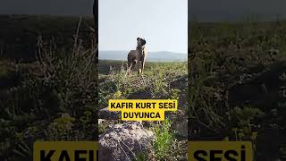 Kangal Kurt Sesi̇ Duyunca