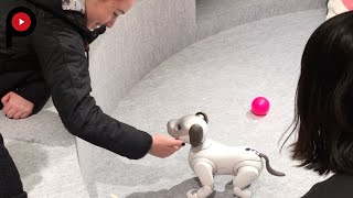 Aibo Shake Paws With A Cut Robot Dog