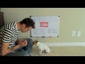 Spanish lessons for dogs #1 - Nic and Pancho