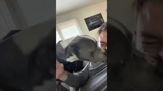Pit Bull Wont Stop Kissing Me Roy