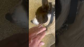 Pitbull Mix Rescue That Was Aggressive Submits And Allows Me To Coach Him