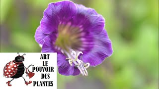 Conseils Jardinage Semis De Cobée Cobaea Scandens Plantation, Culture, Entretien Plante Annuelle
