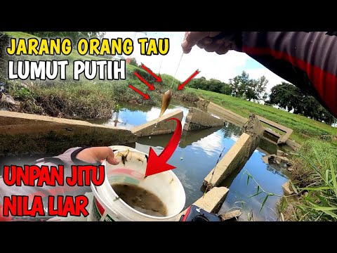 CARA MENCARI LUMUT PUTIH ‼️ UMPAN JITU MANCING IKAN NILA