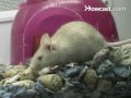 mice