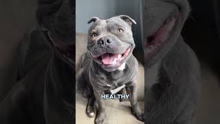 5 Reasons To Get Staffy