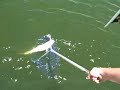 Calaveras lake Redfish