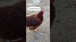 Tezgah Lan Bu