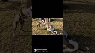 Killer And Zeus Love Their New Rope