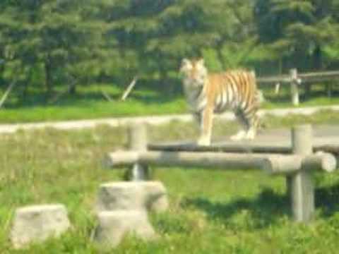 上海野生動物園　凛々しい虎　Tiger