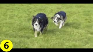 Funny Dog Gifs Compilation #1 | Gifs Chan