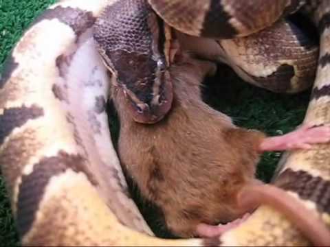 Snake Bites Eden