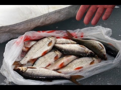 Прикормка для зимней плотвы видео Прикормка для зимней плотвы видео