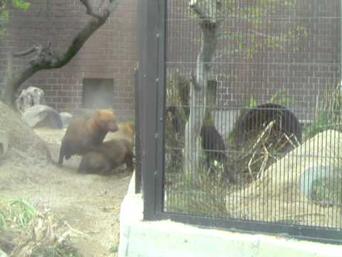 ヤブイヌの親子　京都市動物園