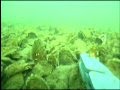 Great Wicomico Oyster Reefs