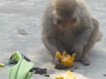 a monkey eating orange