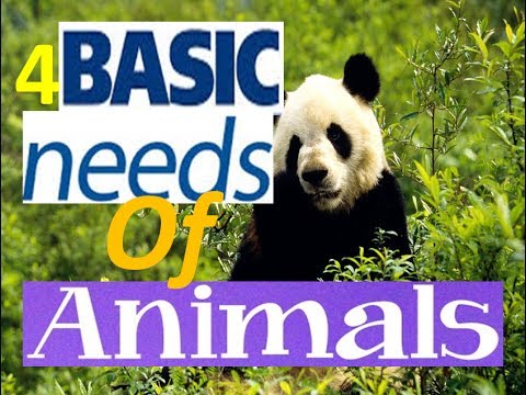 4 Basic Needs of Living Things -Animation Video for Kids - YouTube