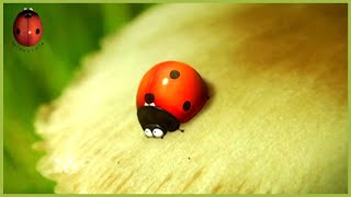 The Right Seed Minuscule 70 Compilation
