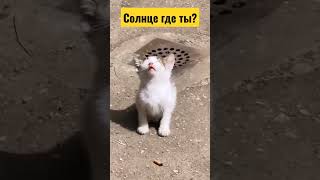 Котенок И ☀️ #Кот