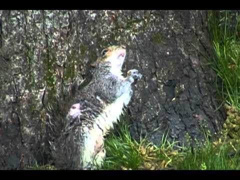 Ingured Squirrel or Drunk Squirrel