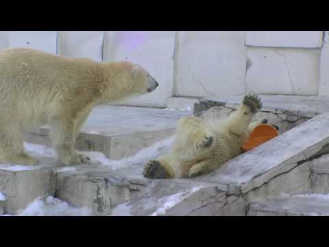 あぁっ!滑る! !（円山動物園 ホッキョクグマ）