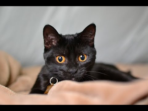 Mind-Blowing Cat Facts You Didn't Know! 😻🐾 | Secrets Behind Your Kitty’s Behavior