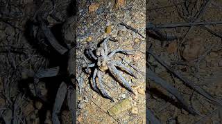Wolf Spider Found In The Arizona Desert Outside Of Tucson