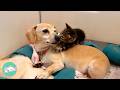 Tiny Dog Becomes A Mama To Dozens Of Rescue Kittens | Cuddle Buddies